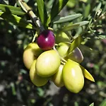 I Graniti Sardi Panzió 3*